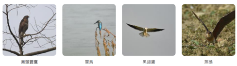 南科園區保育鳥類生態調查紀錄