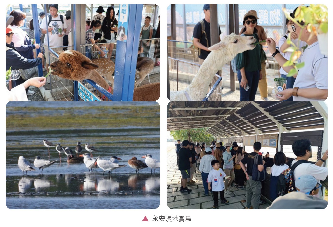 生態保護意識擴散－生態導覽相關照片